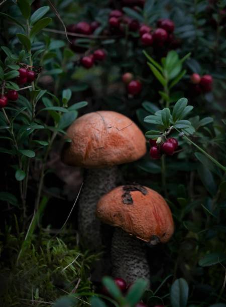 istock Amazing mushrooms with lingonberries in the forest 1337922849