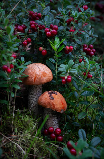 istock Amazing mushrooms with lingonberries in the forest 1337922853