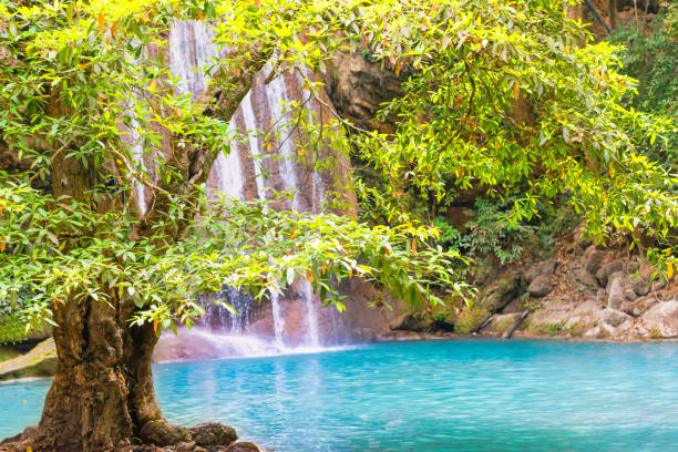 cascade dans la forêt tropicale avec arbre vert et lac émeraude, erawan, thaïlande - national park kanchanaburi province thailand waterfall photos et images de collection