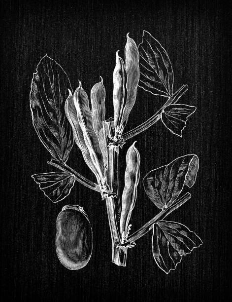 Botany vegetables plants antique engraving illustration: Julienne Broad bean