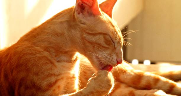 istock A close-up on a cat which is licking itself 1337924495