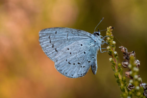 istock Butterfly on a flower, Plebejus modicus 1337926783