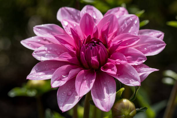 istock pink flower on a blurred background close up 1337926784
