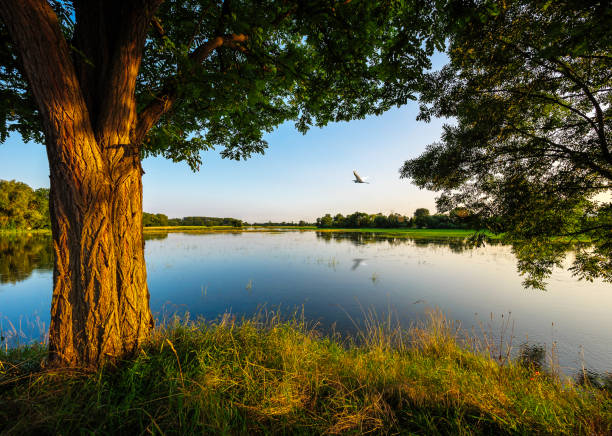 Witte reiger boven het ondergelopen land in de Elzas bij Muttersholz in het departement Bas-Rhin