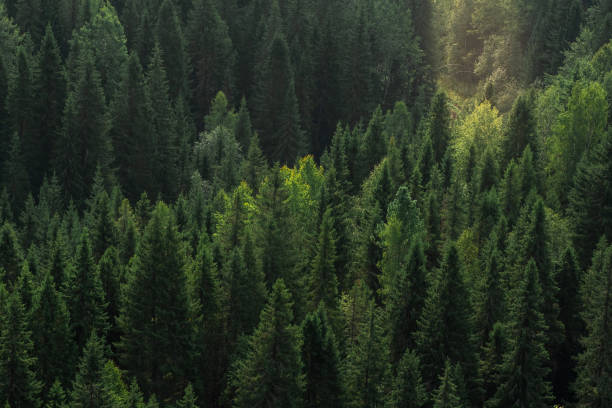 istock mountain forest landscape with sunbeams, top view 1337929030