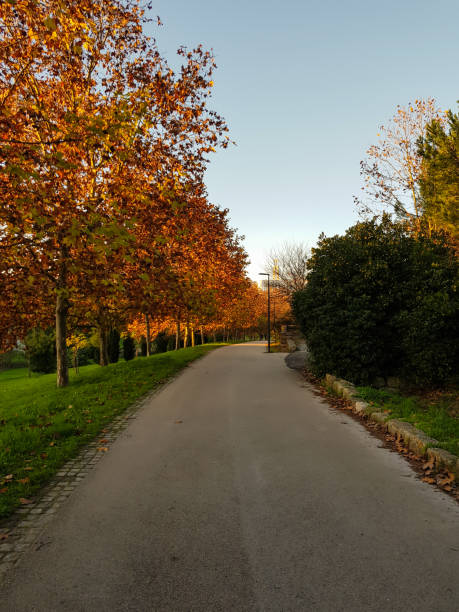 istock Autumn park in sunny day 1337929089