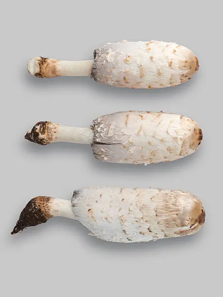 Conditionally-edible fungi (Coprinus comatus).