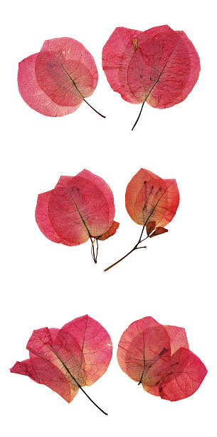 Assortment of dried bougainvillea petals. Lots of fine detail. All different. 