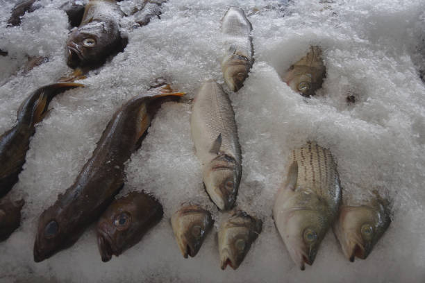 istock Fish Catch of the Day 1337930291