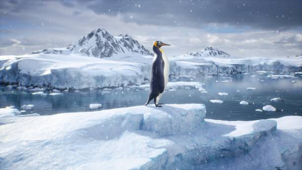 un pingüino emperador se encuentra en medio de una tormenta de nieve en un glaciar y admira el mar. enormes glaciares altos en condiciones naturales invernales. renderizado 3d. - tip of the iceberg fotografías e imágenes de stock