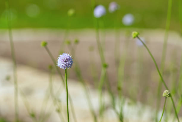 Close-up of Jasione laevis or jasione perennis flower on summer meadow in Mecklenburg-Vorpommern