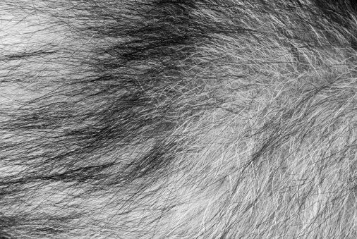 Background of  fox fur