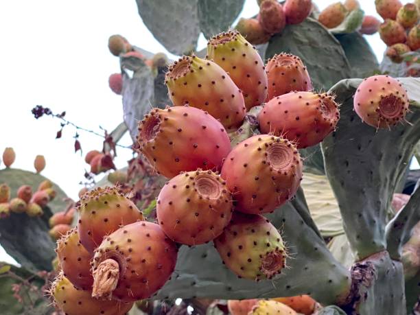 istock Ripe prickly pear cactus fruit 1337935959