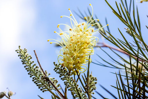 Closeup beautiful Banksia flower, macro photography, background with copy space, macro, full frame horizontal composition