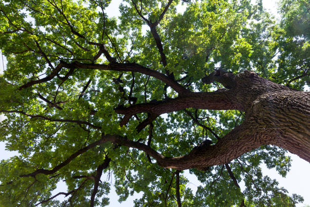 istock trees covered with green foliage in summer 1337938741