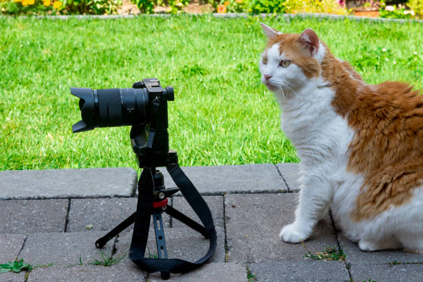 istock Cat with a camera in the yard 1337939116