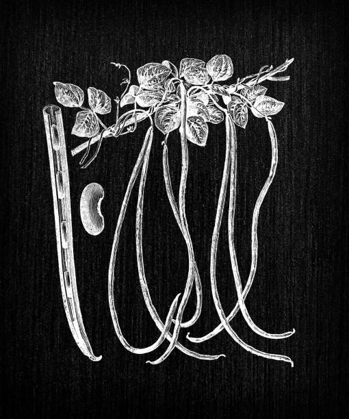 Botany vegetables plants antique engraving illustration: Cuban Dolichos