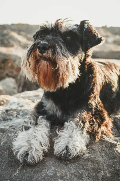 Cute schnauzer resting on rocks while looking at the camera. Portrait of beautiful schauzer with hair detail.