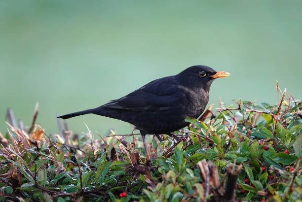 A beautiful side view of a male blackbird perching on a hedge in the sunshine against a green background. A beautiful shot of a blackbird perching on a hedge against a green background. british birds stock pictures, royalty-free photos & images