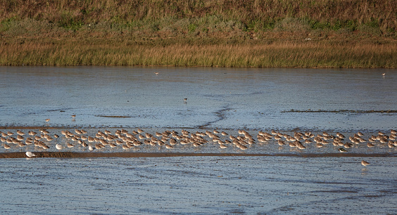 A large flock of resting black tailed godwits grouped together on a riverbed at low tide.