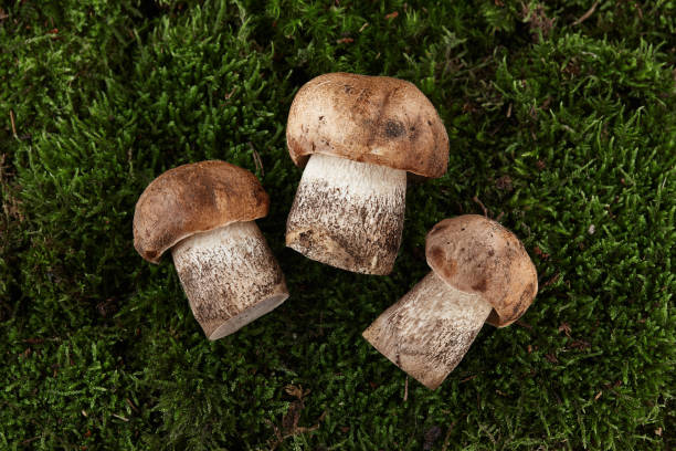 istock Brown cap boletus mushrooms on green moss background 1337942633