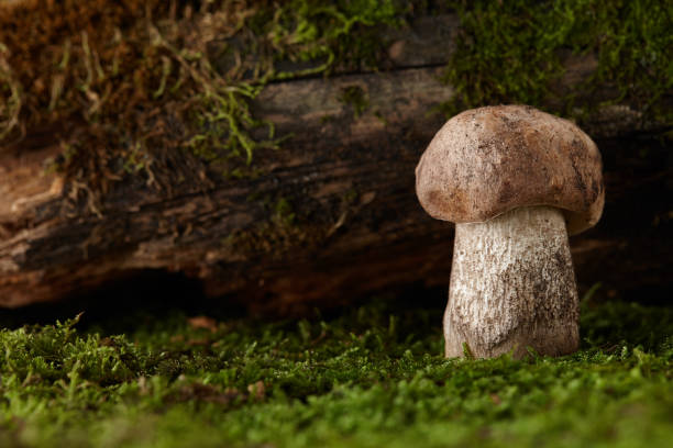 istock Brown cap boletus mushroom growing under snag 1337942692