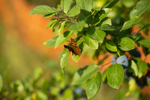A butterfly sits on plum leaves. Summer plant with insect. Simple background nature in the summer.