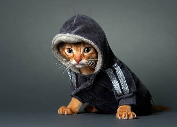 istock Abyssinian kitten. Age - 1 month 133794600