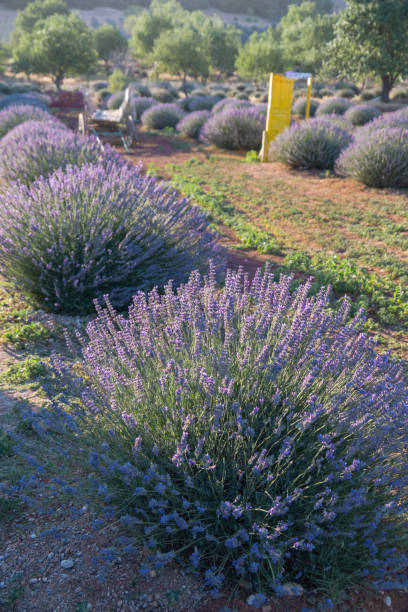 istock purple lavender flowers in a field, 1337947191