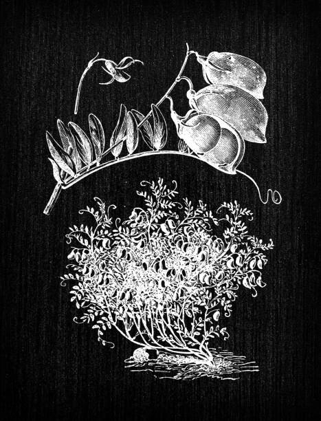 Botany vegetables plants antique engraving illustration: Lentil