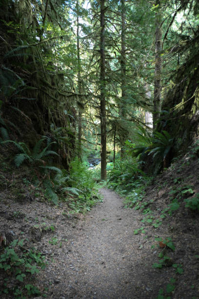 istock Hiking trail through a green woods. 1337958465
