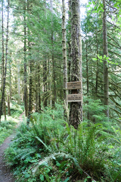 istock Hiking trail in a forest 1337958469