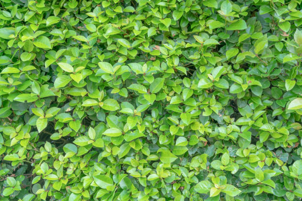istock green bay leaves on a bush as a background 1337958938