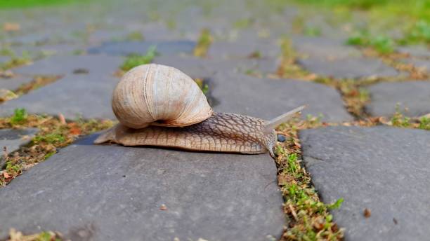 istock A close-up on a snail 1337960591