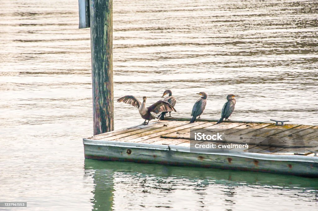 Double Crested Cormorant Standing on a Dock A group of cormorants spread their wings or sit on the docks of Treasure Island, California. These birds are among the many sea birds that can be observed in California. On this day the bird was in full display for all to see. Animal Stock Photo