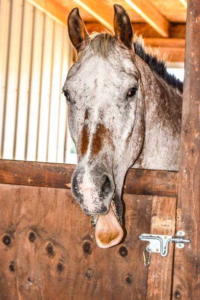 Horse Sticking out Tongue
