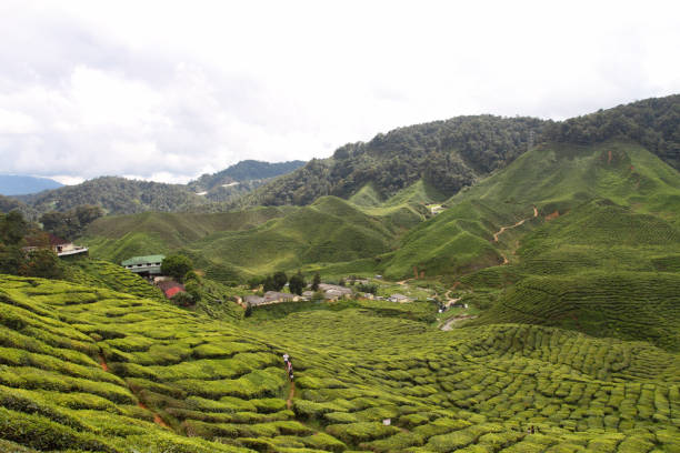 istock Cameron Highland, Malaysia 1337961789