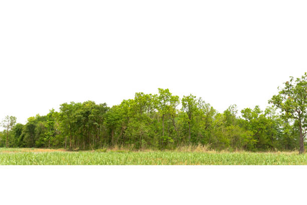 istock View of a High definition Treeline isolated 1337961859