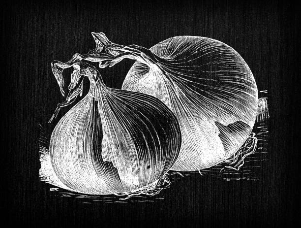 istock Botany vegetables plants antique engraving illustration: Zittau Onion 1337971501