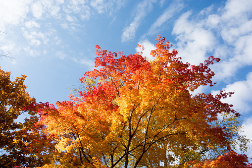 Red maple leaves and blue sky in autumn