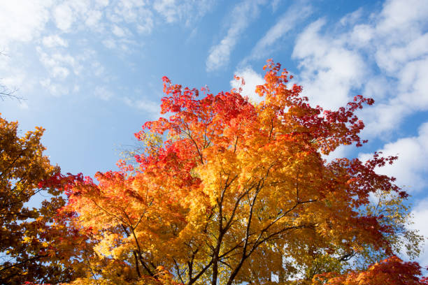 красные кленовые листья и голубое небо осенью - treetop tree sky blue стоковые фото и изображения