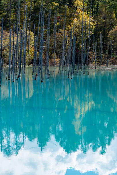istock Blue pond in autumn reflecting trees of yellow leaves 1337972702
