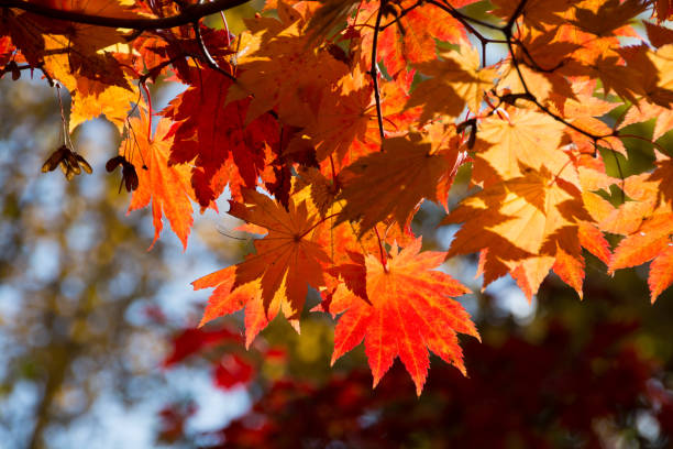 istock Orange Acer japonicum in autumn 1337972769