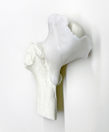 Anatomical Model of a human knee on white background