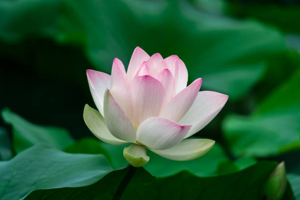 istock Pink blooming lotus and lotus leaf 1337973333