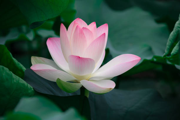 istock Pink blooming lotus and lotus leaf 1337973383
