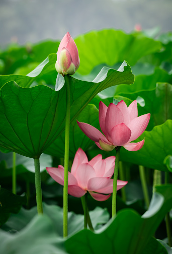 Pink blooming lotus and lotus leaf
