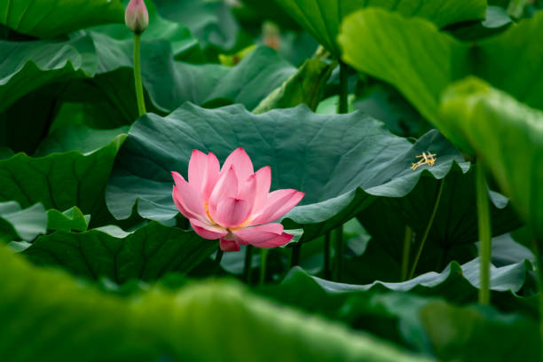 istock Pink blooming lotus and lotus leaf 1337973437