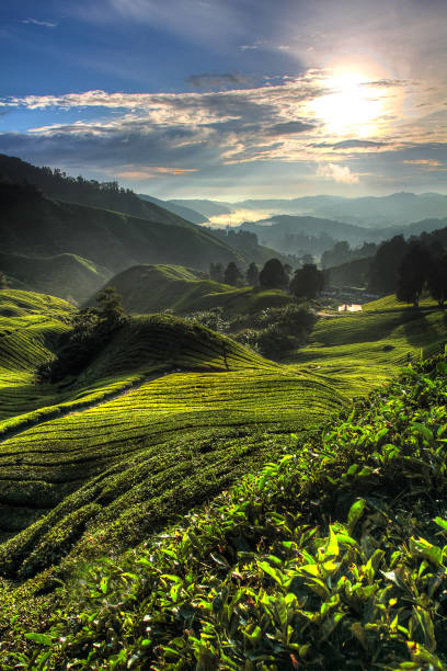 istock Cameron Highland, Malaysia 1337975042