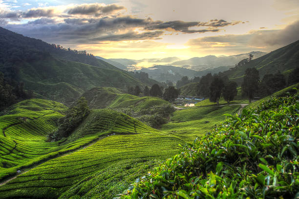 istock Cameron Highland, Malaysia 1337975053